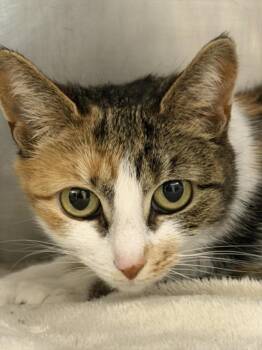 Domestic Short Hair Cats Available for Adoption - SNICKERS | PetCurious