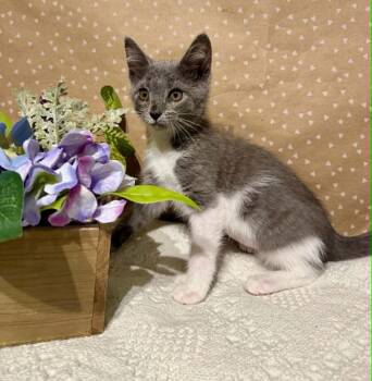 Henrietta -  Domestic Short Hair Cat for Adoption in Groveland, Massachusetts - Henrietta | PetCurious