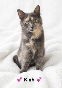 Dilute Tortoiseshell Cats Available for Adoption in Copley, Ohio - Kiah | PetCurious