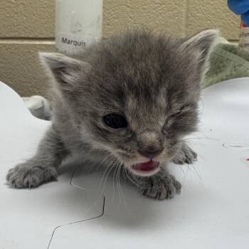 Sage -  Domestic Short Hair Cat Available for Adoption in Winston-salem, North Carolina - Sage | PetCurious