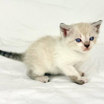 Mystique -  Domestic Short Hair Cat for Adoption in Leander, Texas - Mystique | PetCurious