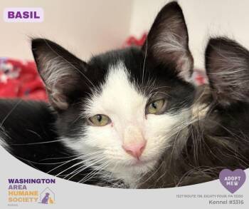 Basil -  Domestic Short Hair Cat for Adoption in Eighty Four, Pennsylvania - Basil | PetCurious