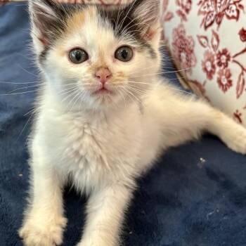 Dorothy 2280 -  Domestic Medium Hair Cat for Adoption in Kansas City, Missouri - Dorothy 2280 | PetCurious