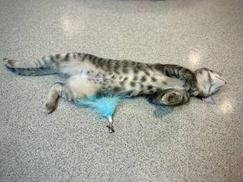 Tuna -  Domestic Short Hair Cat for Adoption in Portland, Oregon - Tuna | PetCurious