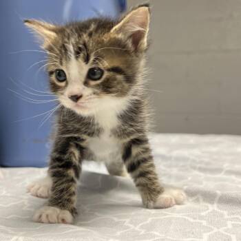 Orzo-C -  Domestic Short Hair Cat for Adoption in East St. Louis, Illinois - Orzo-C | PetCurious