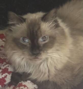Rescue Balinese Cats for Adoption in Lee