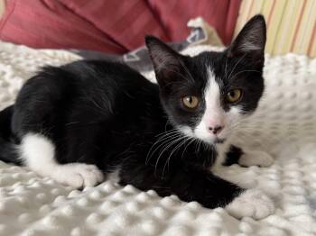 Tuck (A141881) -  Tuxedo Cat for Adoption in Burbank, California - Tuck (A141881) | PetCurious