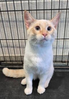 Dorkus -  Domestic Short Hair Cat for Adoption in Chattanooga, Tennessee - Dorkus | PetCurious