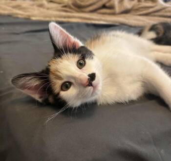 Jamie Lee Curtis -  Domestic Short Hair Cat for Adoption in Tucson, Arizona - Jamie Lee Curtis | PetCurious