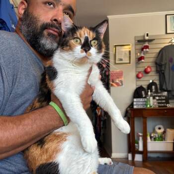 Jasmine V 26-082 -  Domestic Short Hair Cat for Adoption in Little Rock, Arkansas - Jasmine V 26-082 | PetCurious