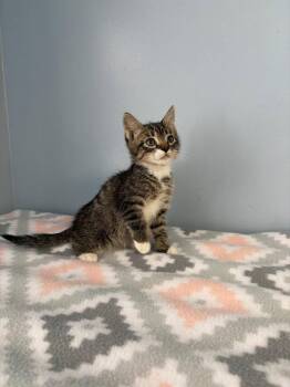 Cannoli -  Domestic Short Hair Cat for Adoption in Lovingston, Virginia - Cannoli | PetCurious