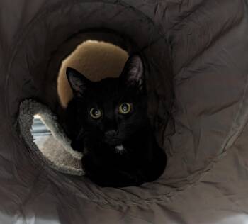 Brew -  Domestic Short Hair Cat for Adoption in Westfield, Wisconsin - Brew | PetCurious