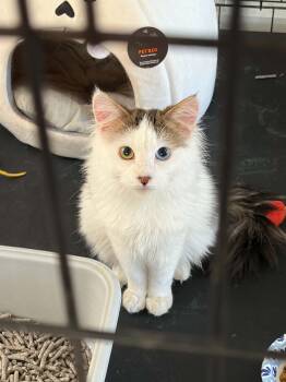 Sir Benjamin -  Domestic Medium Hair Cat for Adoption in Glendale, Arizona - Sir Benjamin | PetCurious