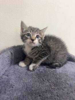 Merlin 23855 -  Domestic Short Hair Cat for Adoption in Monroe, Georgia - Merlin 23855 | PetCurious