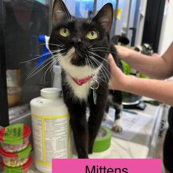 Mittens -  Domestic Short Hair Cat for Adoption in Tampa, Florida - Mittens | PetCurious