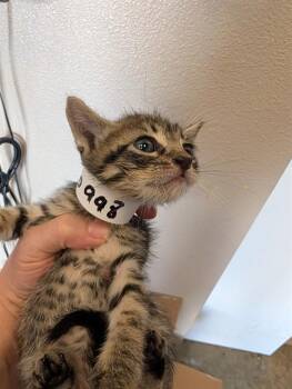 HATTER - NEEDS A FOSTER -  Domestic Short Hair Cat for Adoption in Ontario, California - HATTER - NEEDS A FOSTER | PetCurious