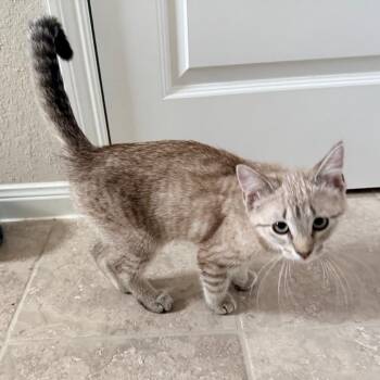 Domestic Short Hair Cats Available for Adoption - Bianca | PetCurious