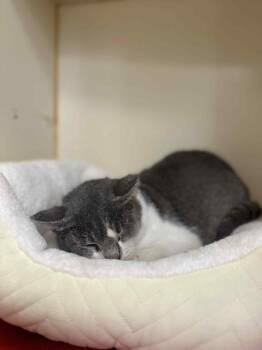 Rescue Domestic Short Hair Cats for Adoption in Myerstown, Pennsylvania - MaryJane | PetCurious