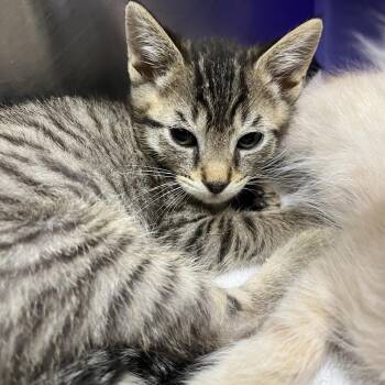 Hoagie -  Domestic Short Hair Cat for Adoption in Hawthorne, California - Hoagie | PetCurious