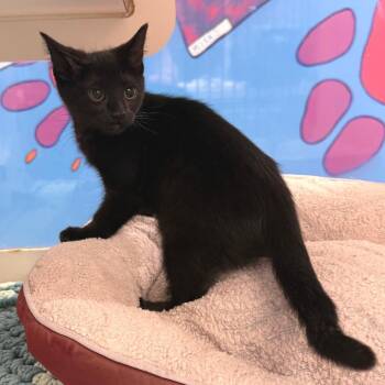 Taylor -  Domestic Short Hair Cat for Adoption in Cheyenne, Wyoming - Taylor | PetCurious