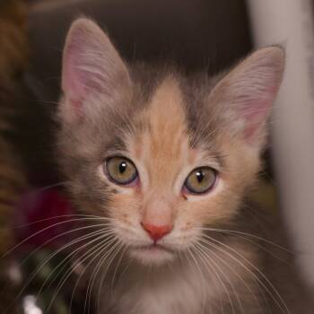 Plantain (and Saba) -  Domestic Short Hair Cat for Adoption in Seattle, Washington - Plantain (and Saba) | PetCurious
