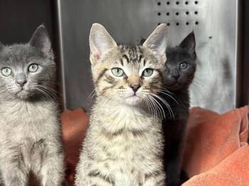LEON -  Domestic Short Hair Cat Available for Adoption in Rancho Cucamonga, California - LEON | PetCurious