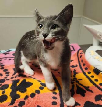 Dyna -  Domestic Short Hair Cat for Adoption in Oakland, California - Dyna | PetCurious
