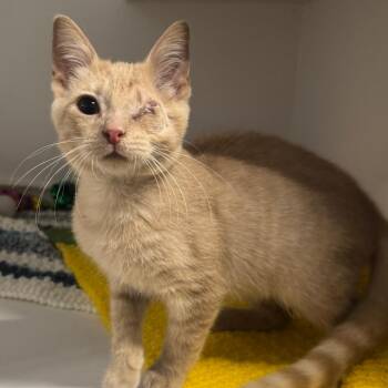 Buffalo Chicken Dip -  Domestic Short Hair Cat for Adoption in Dearborn, Michigan - Buffalo Chicken Dip | PetCurious
