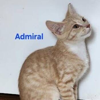 Admiral -  Domestic Short Hair Cat for Adoption in Knoxville, Tennessee - Admiral | PetCurious