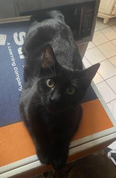 Rescue Domestic Short Hair Cats for Adoption - Delilah CK 0525 | PetCurious