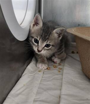 Domestic Short Hair Cats Available for Adoption in Fort Walton Beach, Florida - RESTYS | PetCurious