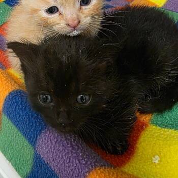 Cerenia -  Domestic Short Hair Cat for Adoption in Phoenix, Arizona - Cerenia | PetCurious