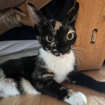 Mama Sage -  Domestic Short Hair Cat Available for Adoption in Silver Spring, Maryland - Mama Sage | PetCurious