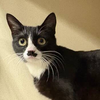 Domestic Short Hair Cats Available for Adoption in Yuma, Arizona - Sara | PetCurious