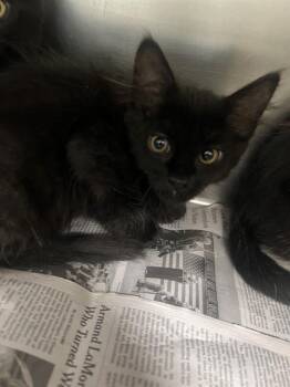 Domestic Short Hair Cats Available for Adoption in Las Vegas, Nevada - LEONARD | PetCurious