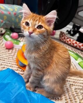 Riolu-Pokémon Litter -  Domestic Long Hair Cat for Adoption in Anthem, Arizona - Riolu-Pokémon Litter | PetCurious