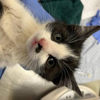 Ferry Winkle -  Domestic Short Hair Cat for Adoption in Charlottesville, Virginia - Ferry Winkle | PetCurious