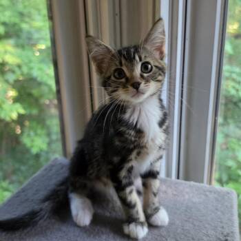 Suki -  Domestic Short Hair Cat for Adoption in Bentonville, Arkansas - Suki | PetCurious