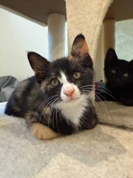 Ladybug -  Calico and Tortoiseshell Cat for Adoption in Fort Worth, Texas - Ladybug | PetCurious