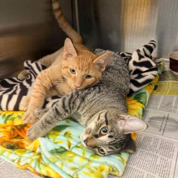 Eomer -  Domestic Short Hair Cat for Adoption in Pittsburgh, Pennsylvania - Eomer | PetCurious