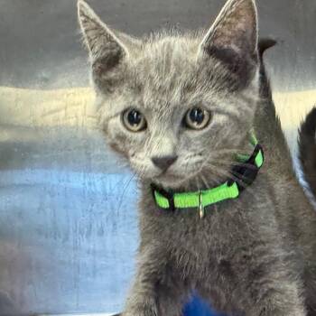 Domestic Short Hair Cats Available for Adoption in Tuscaloosa, Alabama - Finn | PetCurious