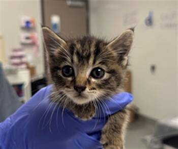 Rescue Domestic Short Hair Cats for Adoption in Ontario, California - NEEDS A FOSTER | PetCurious