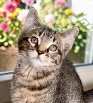 Tabby Cats Available for Adoption in Perry, Iowa - Pepper | PetCurious
