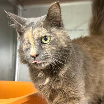 Horchata -  Domestic Long Hair Cat for Adoption in Buffalo, New York - Horchata | PetCurious