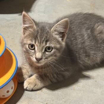 Steel -  Domestic Short Hair Cat for Adoption in Mocksville, North Carolina - Steel | PetCurious