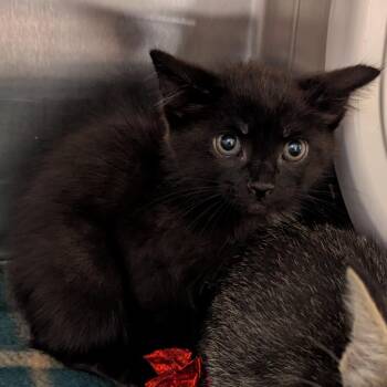 Nightshade -  Domestic Short Hair Cat for Adoption in Pittsburgh, Pennsylvania - Nightshade | PetCurious