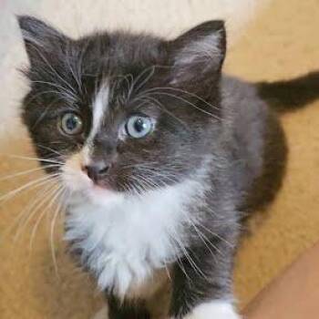 Cappuccino -  Domestic Short Hair Cat for Adoption in South Elgin, Illinois - Cappuccino | PetCurious