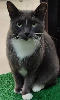 Rescue Domestic Short Hair Cats for Adoption in San Antonio, Texas - Paisley | PetCurious
