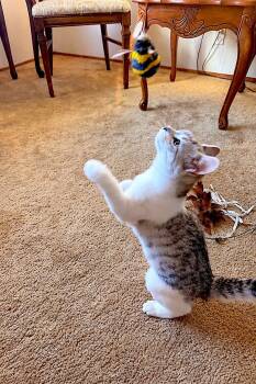 Rose -  Domestic Short Hair Cat for Adoption in Fremont, California - Rose | PetCurious