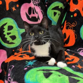 Blair -  Domestic Short Hair Cat for Adoption in Fairmont, Minnesota - Blair | PetCurious